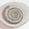 Dactylioceras Tenuicostatum Ammonite Fossil – Whitby Yorkshire Coast – Jurassic