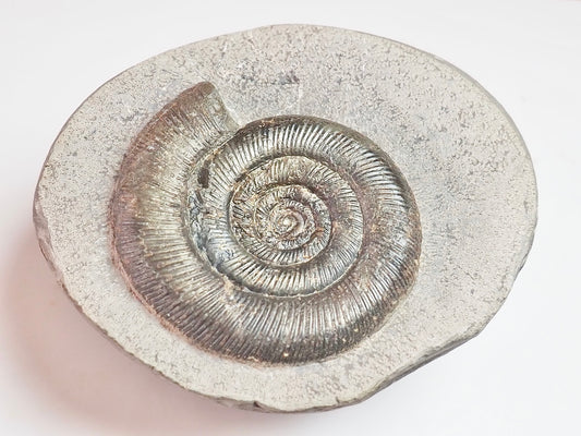 Dactylioceras Tenuicostatum