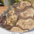 Cut & Polished Ammonite Scunthorpe