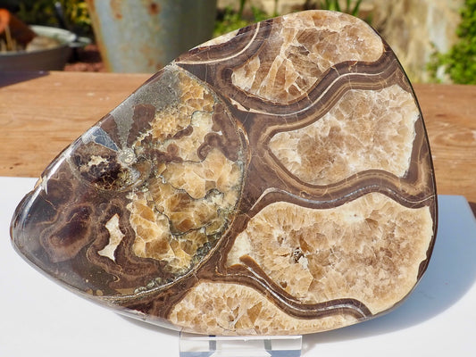Cut & Polished Ammonite Scunthorpe