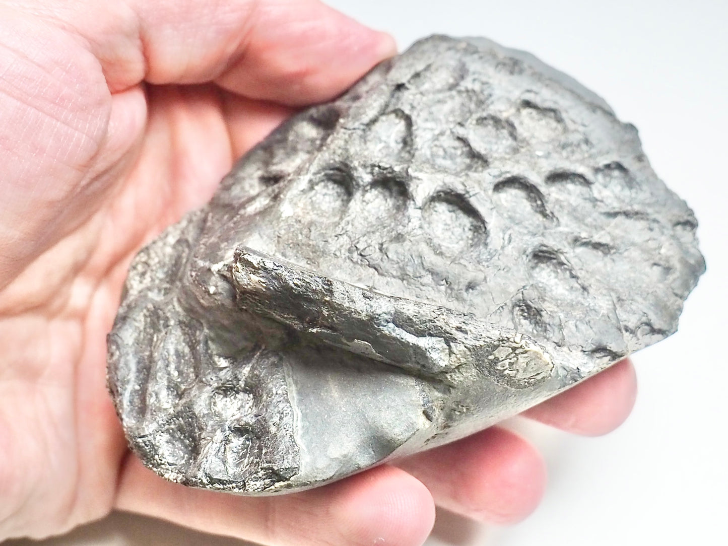 Steneosaurus Crocodile Scutes