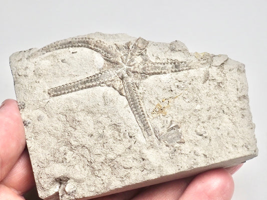 Palaeocoma Milleri - Brittlestar