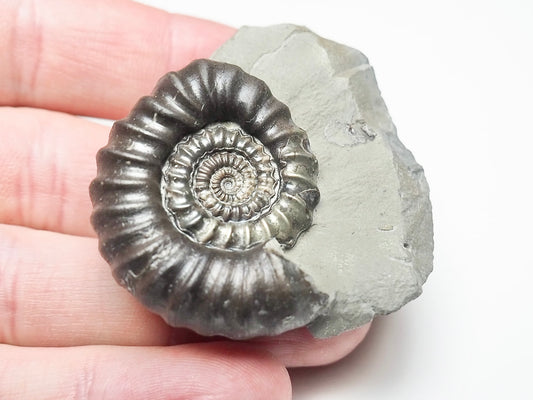 Pathologically Deformed Gagaticeras