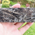 Polished Belemnite Battlefield Fossil from the Yorkshire Coast