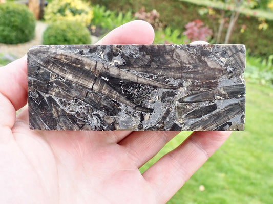 Polished Belemnite Battlefield Fossil from the Yorkshire Coast
