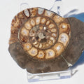 Cut and Polished Ammonite Dactylioceras