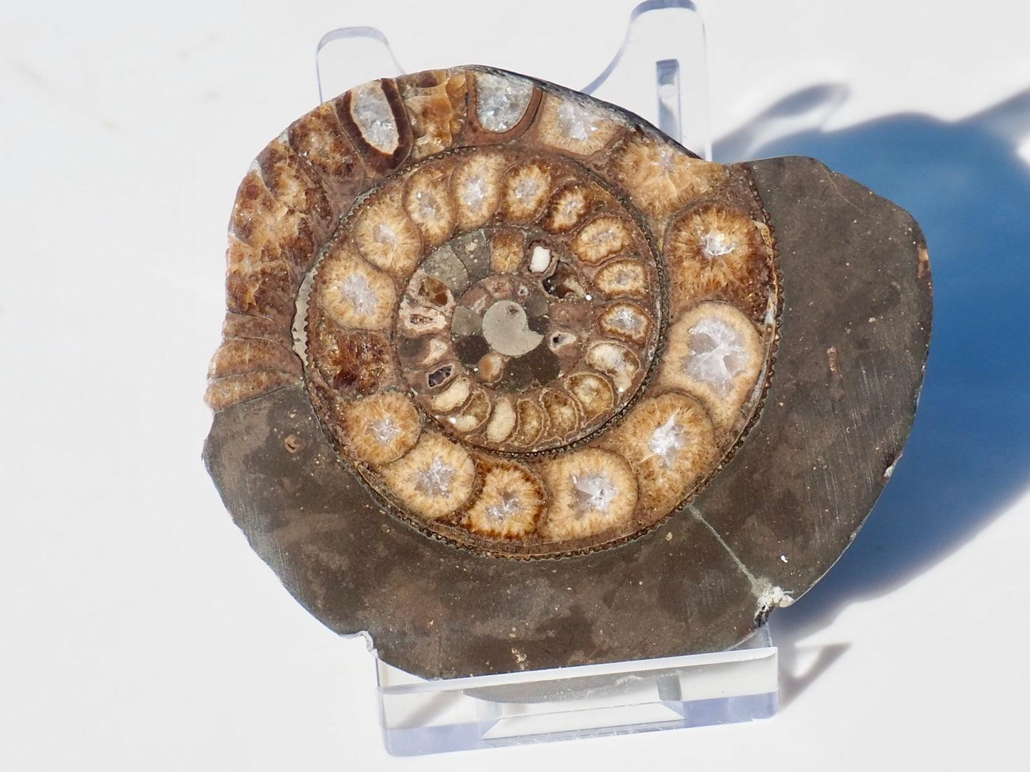 Cut and Polished Ammonite Dactylioceras