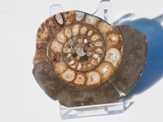 Cut and Polished Ammonite Dactylioceras