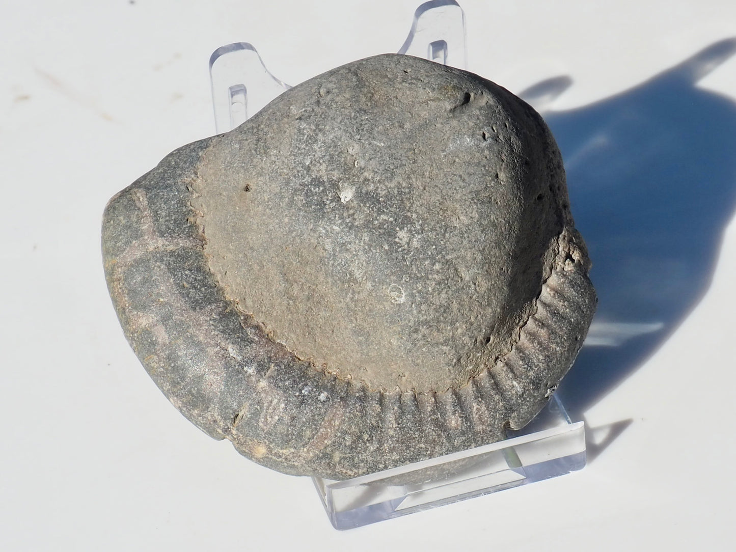 Cut and Polished Ammonite Dactylioceras