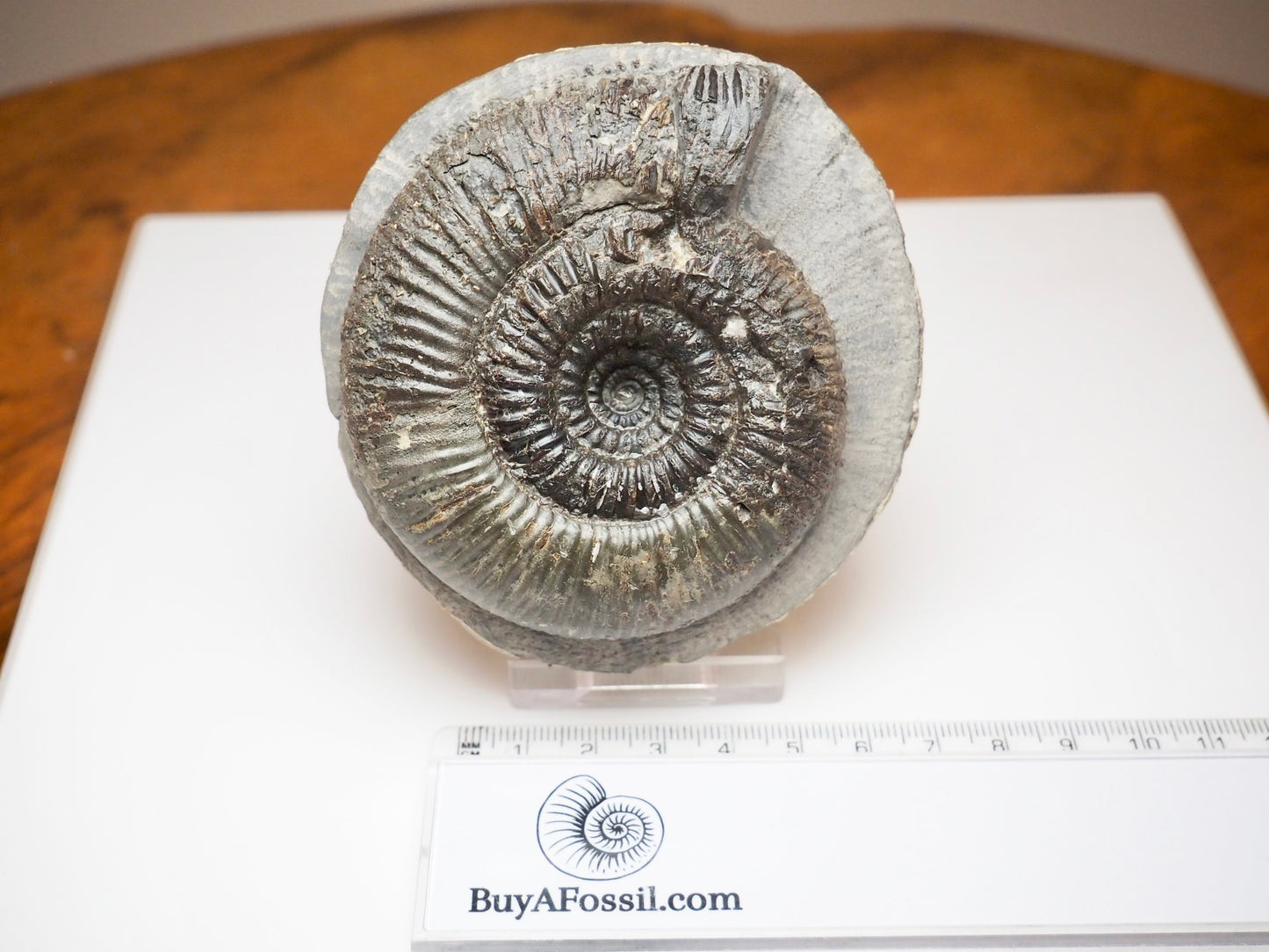 Large Dactylioceras Semicelatum Ammonite Fossil For Sale Whitby UK