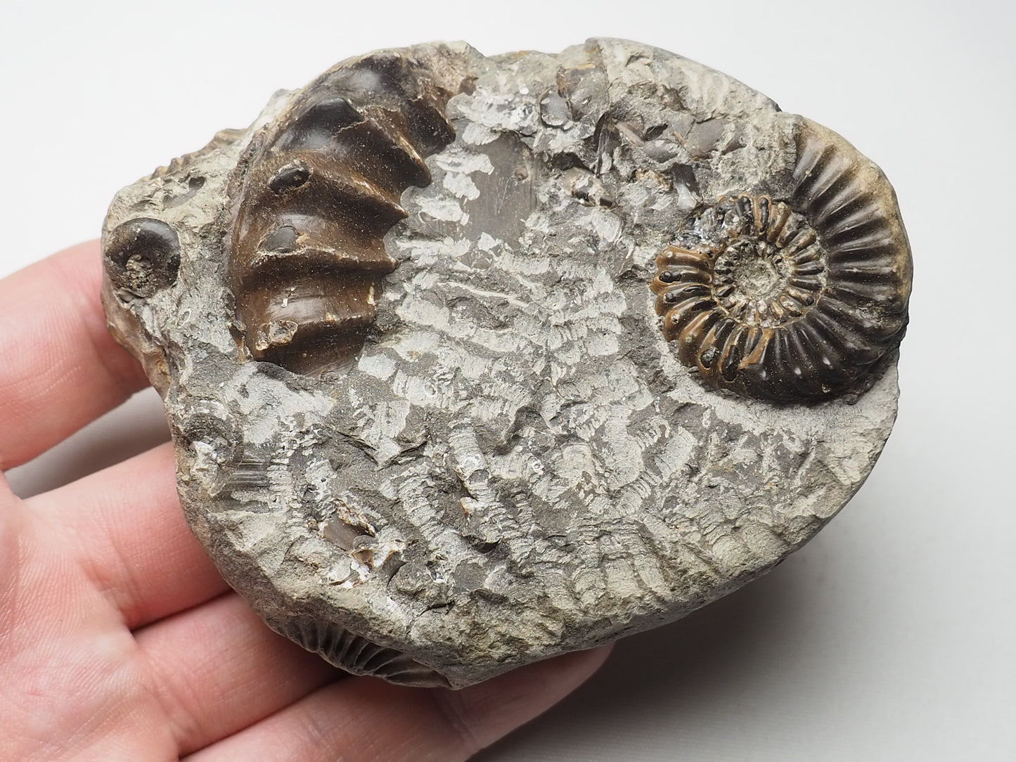 Ammonite