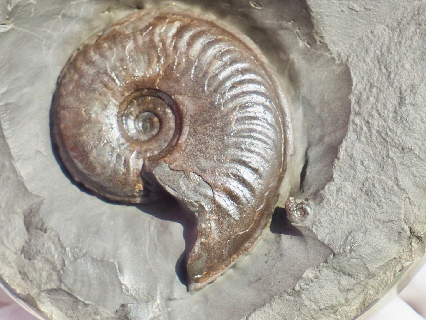 Rare Golden Polished Cannonball Nodule Half – Eleganticeras Ammonite – Whitby