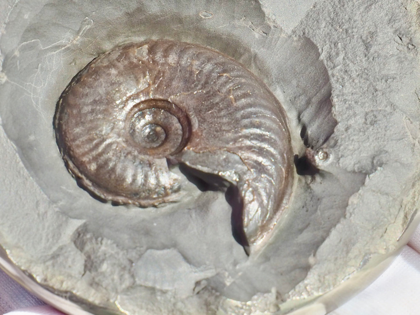 Rare Golden Polished Cannonball Nodule Half – Eleganticeras Ammonite – Whitby