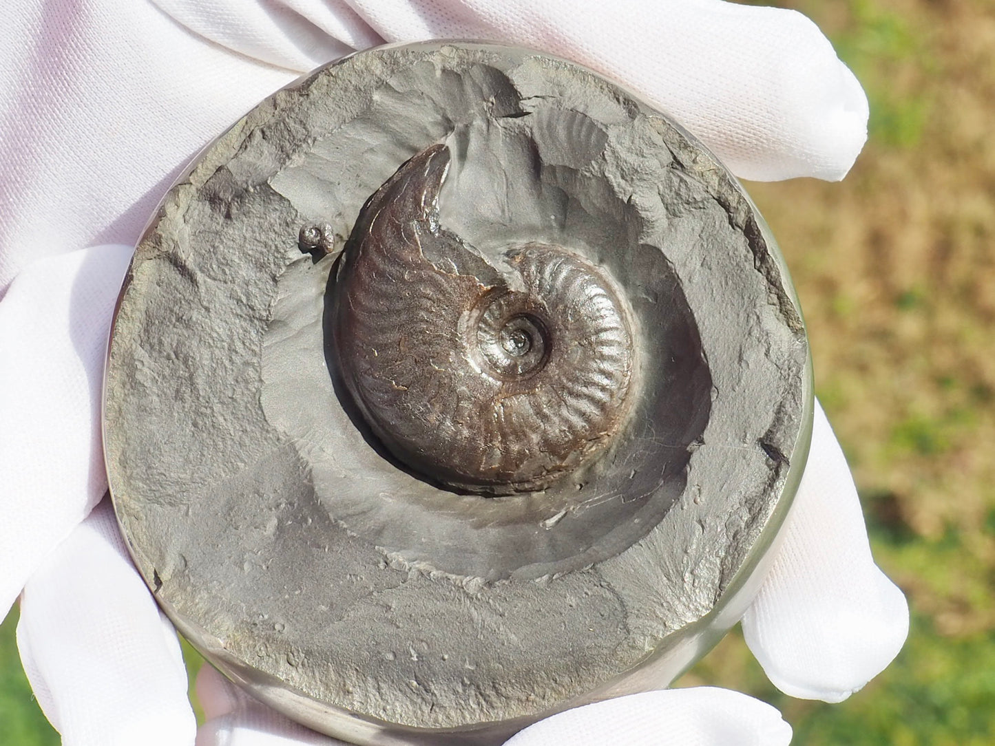 Rare Golden Polished Cannonball Nodule Half – Eleganticeras Ammonite – Whitby