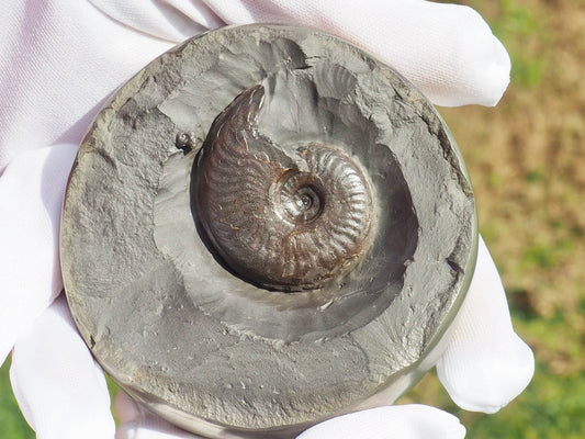 Rare Golden Polished Cannonball Nodule Half – Eleganticeras Ammonite – Whitby