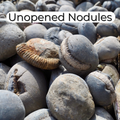 Whitby Ammonite Nodules – Unopened Fossil Nodule Box – Yorkshire Coast Jurassic Fossils