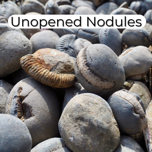 Unopened Nodules - Randomly Selected Box