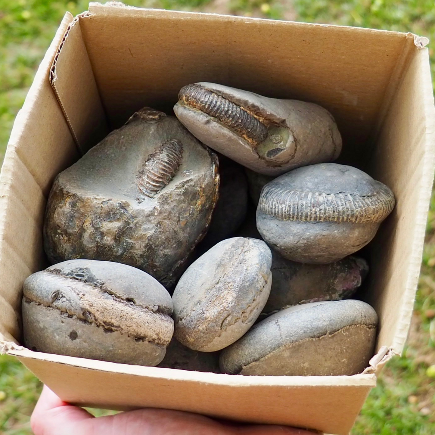 Unopened Nodules - Randomly Selected Box