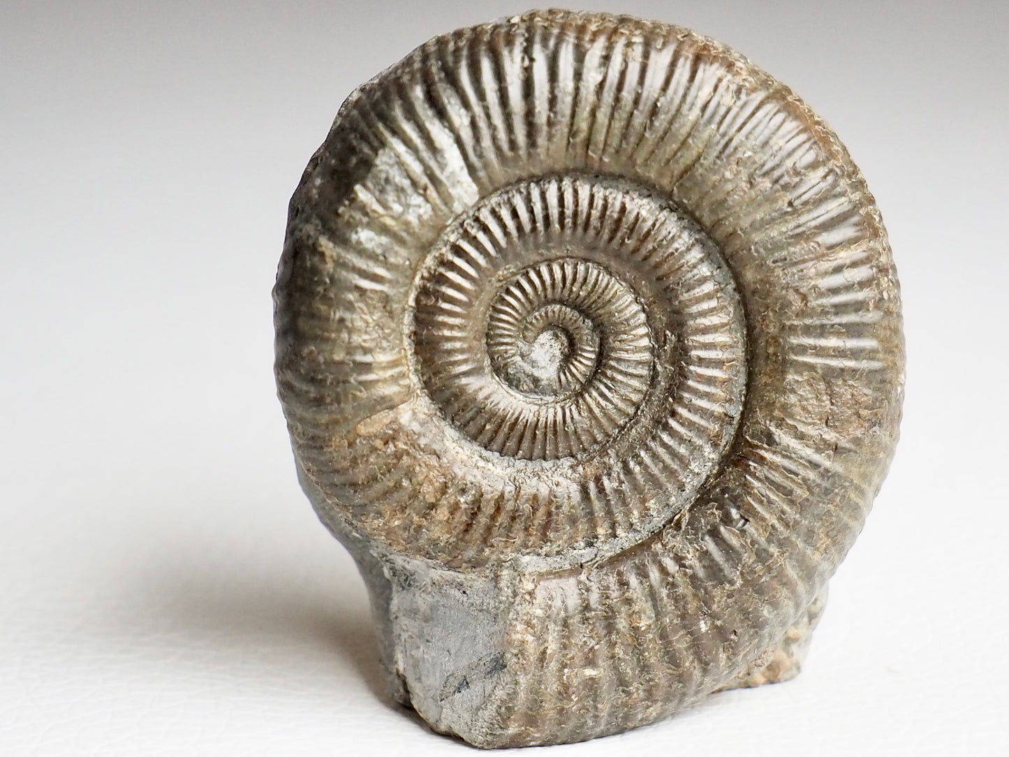 CutBase Dactylioceras Ammonite Fossil