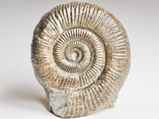 CutBase Dactylioceras Ammonite Fossil