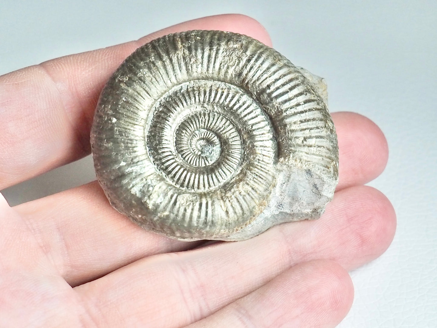 CutBase Dactylioceras Ammonite Fossil