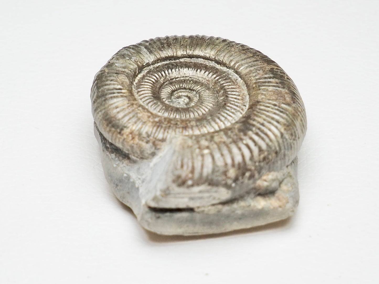 CutBase Dactylioceras Ammonite Fossil