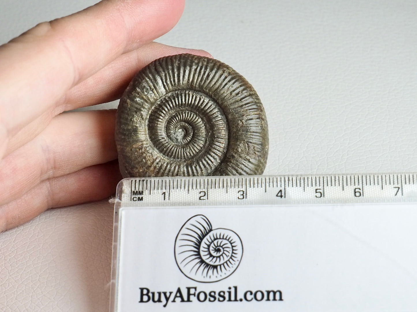 CutBase Dactylioceras Ammonite Fossil