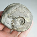 Eleganticeras Ammonite Fossil – Whitby Yorkshire Coast – Jurassic