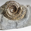 Hildoceras Ammonite Fossil – Whitby Yorkshire Coast – Jurassic