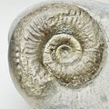 Grammoceras Ammonite Fossil – Whitby Yorkshire Coast – Jurassic