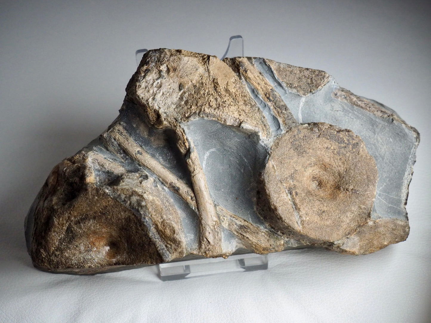 Ichthyosaur Bone Block - Ribs, Vertebrae