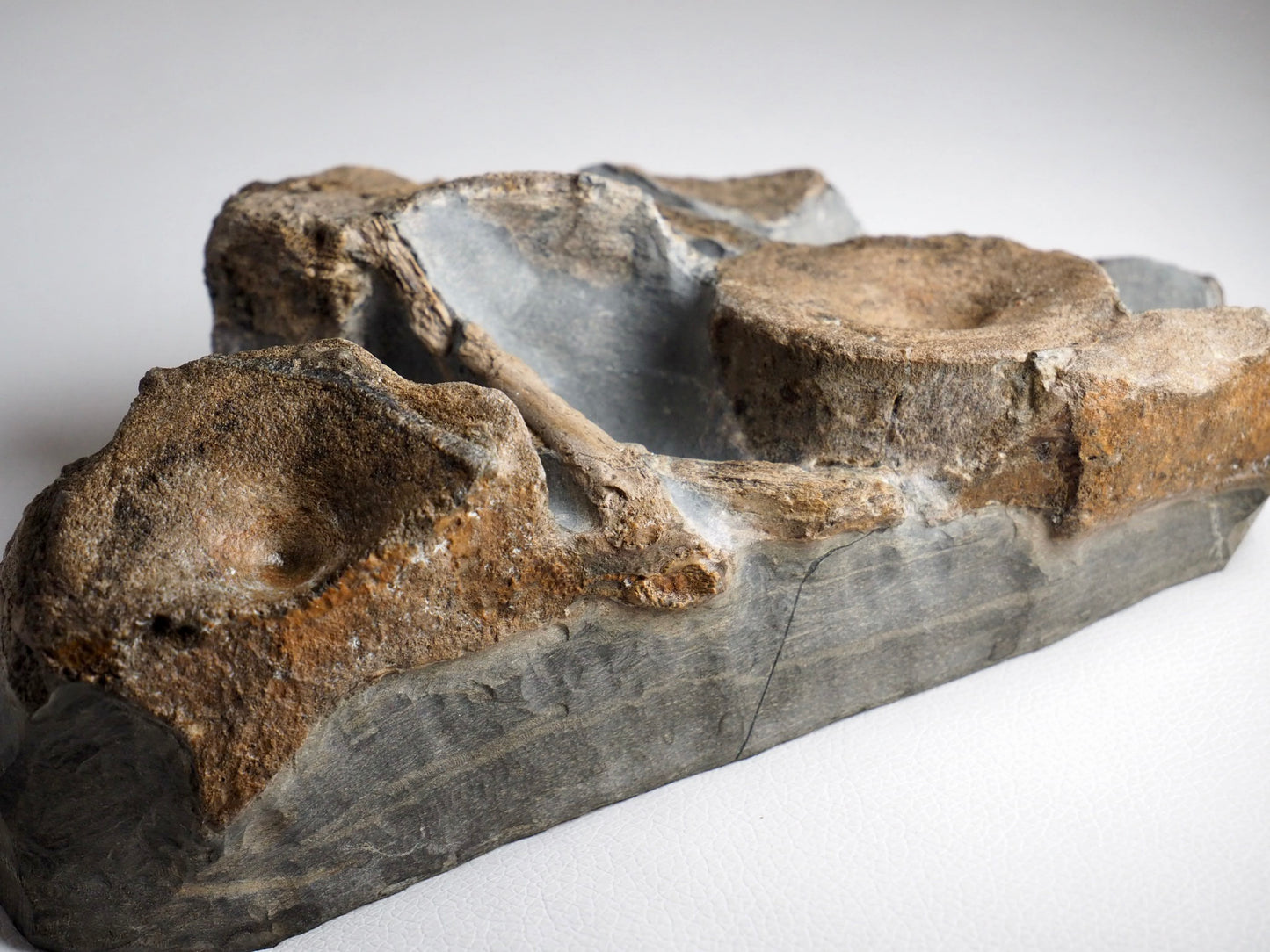 Ichthyosaur Bone Block - Ribs, Vertebrae