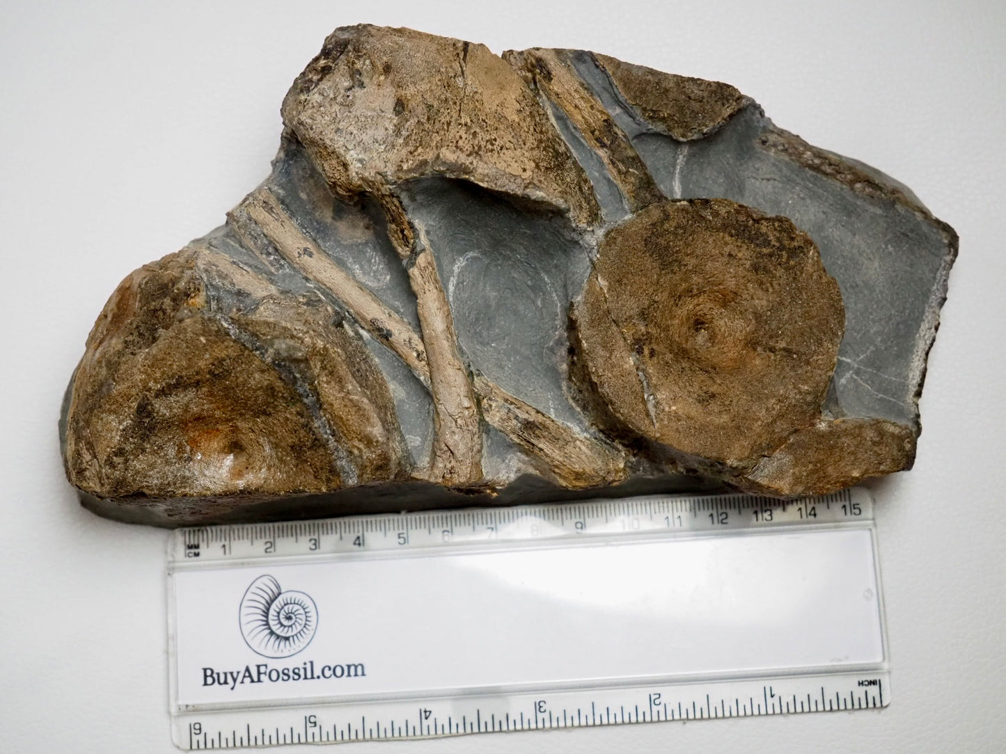 Ichthyosaur Bone Block - Ribs, Vertebrae