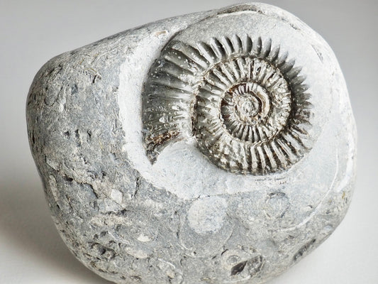 Large Arnioceras Ammonite