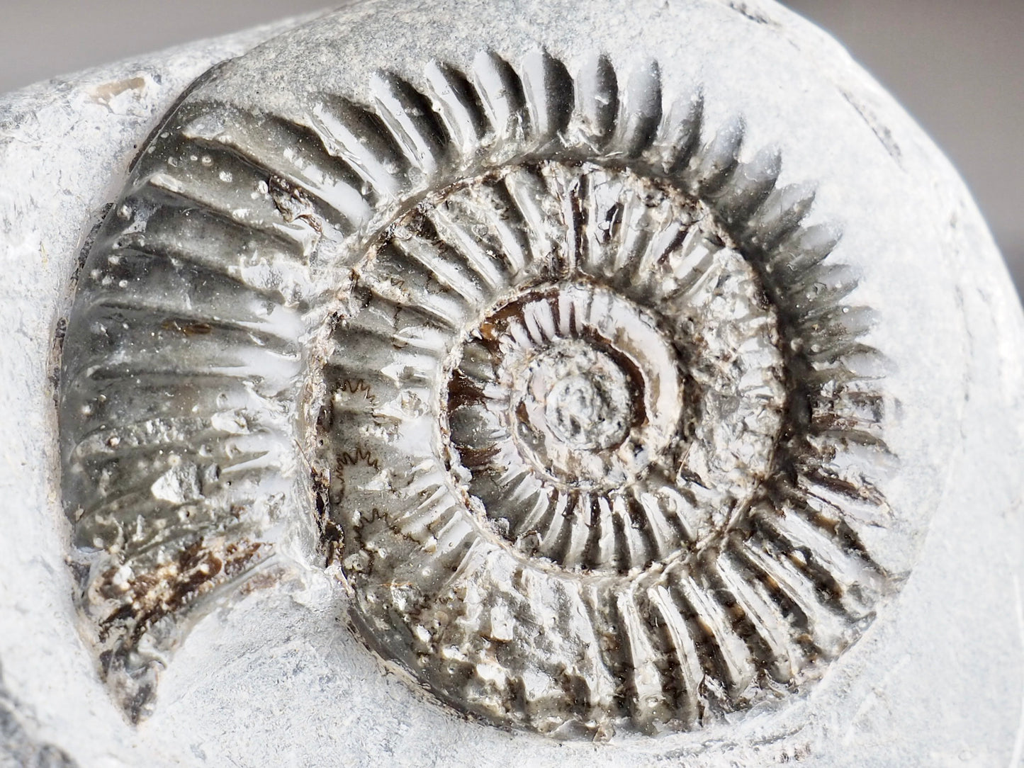 Large Arnioceras Ammonite