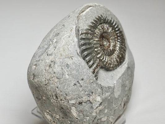 Large Arnioceras Ammonite