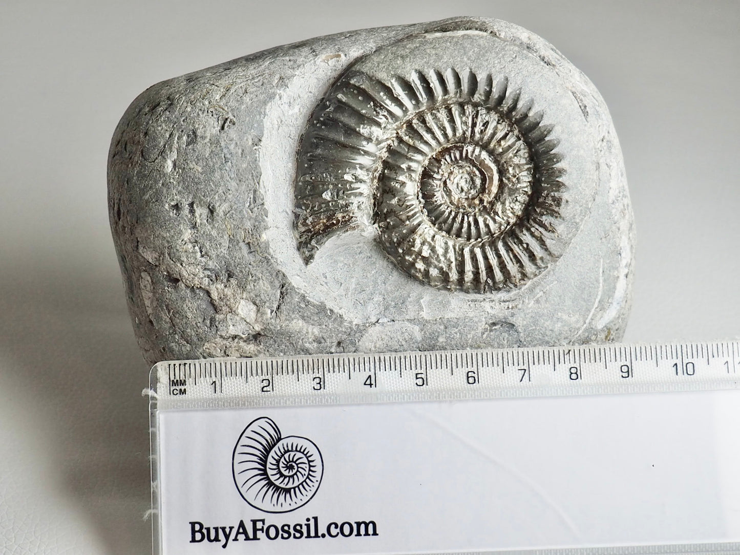 Large Arnioceras Ammonite