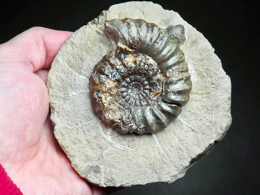 Androgynoceras Maculatum Ammonite On Matrix