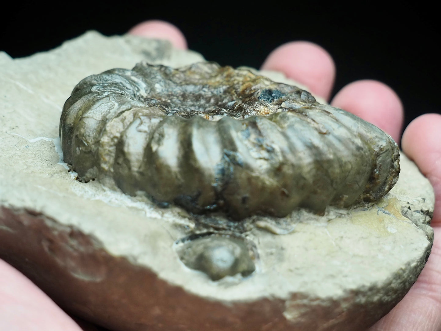 Androgynoceras Maculatum Ammonite On Matrix