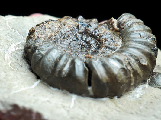 Androgynoceras Maculatum Ammonite On Matrix