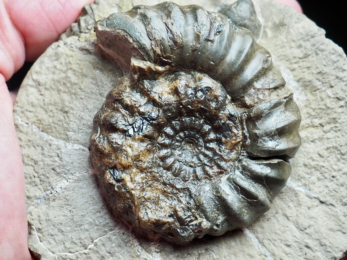 Androgynoceras Maculatum Ammonite On Matrix