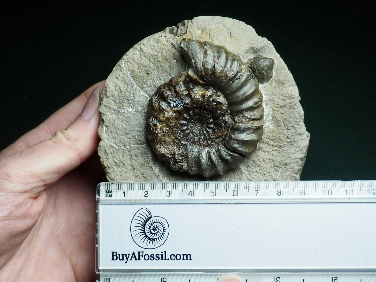 Androgynoceras Maculatum Ammonite On Matrix