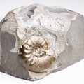 Eleganticeras Ammonite Fossil – Whitby Yorkshire Coast – Jurassic