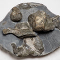 Ichthyosaur Bone Block Whitby Yorkshire Coast