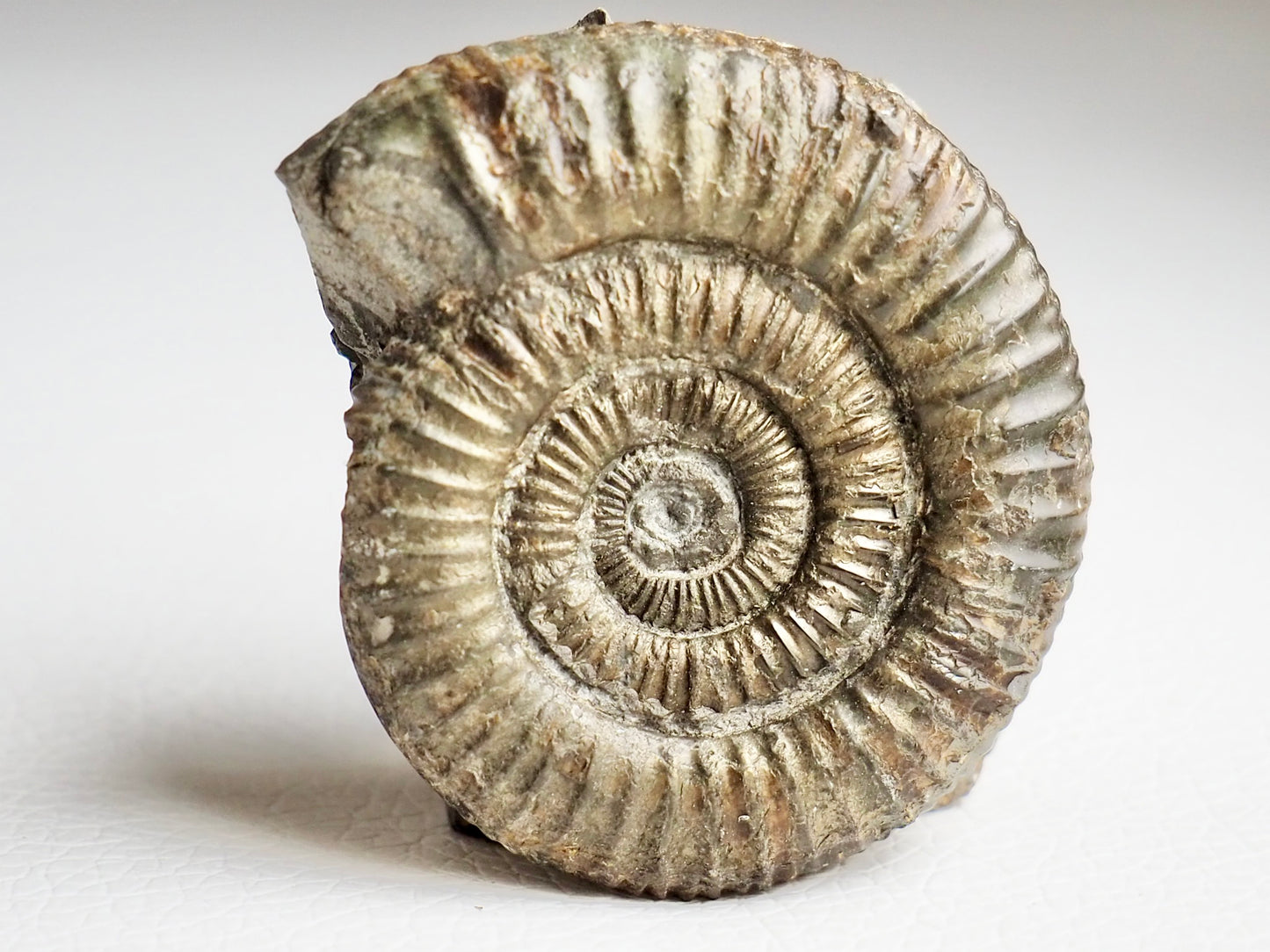 CutBase Dactylioceras Ammonite Fossil