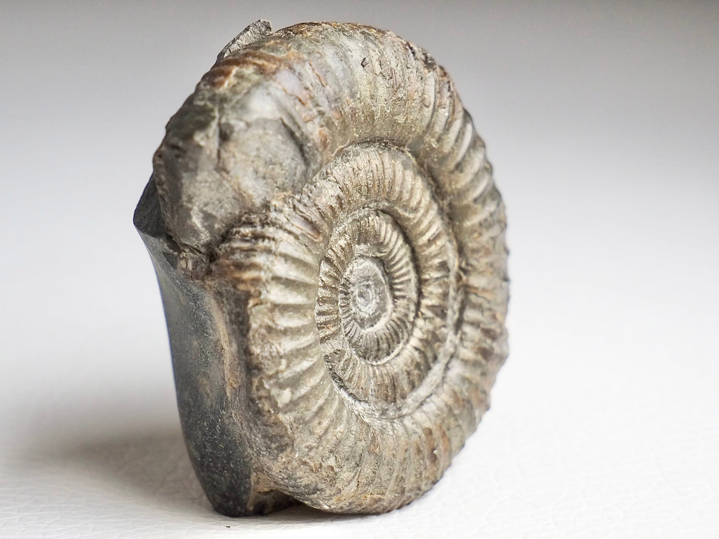 CutBase Dactylioceras Ammonite Fossil