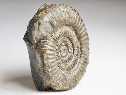 CutBase Dactylioceras Ammonite Fossil