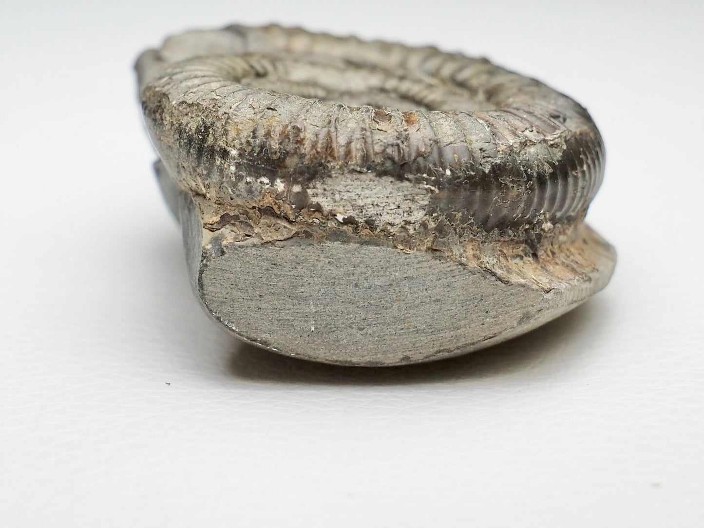 CutBase Dactylioceras Ammonite Fossil