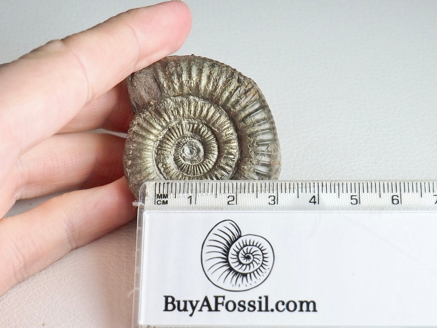 CutBase Dactylioceras Ammonite Fossil