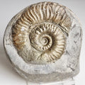 Grammoceras Ammonite Fossil – Whitby Yorkshire Coast – Jurassic